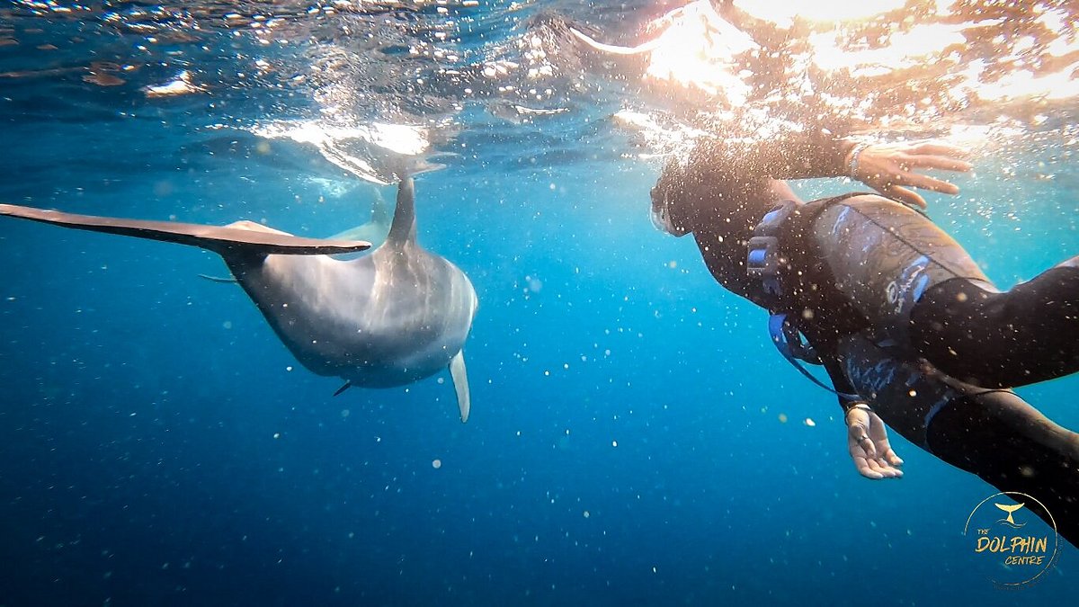 Swim with dolphin