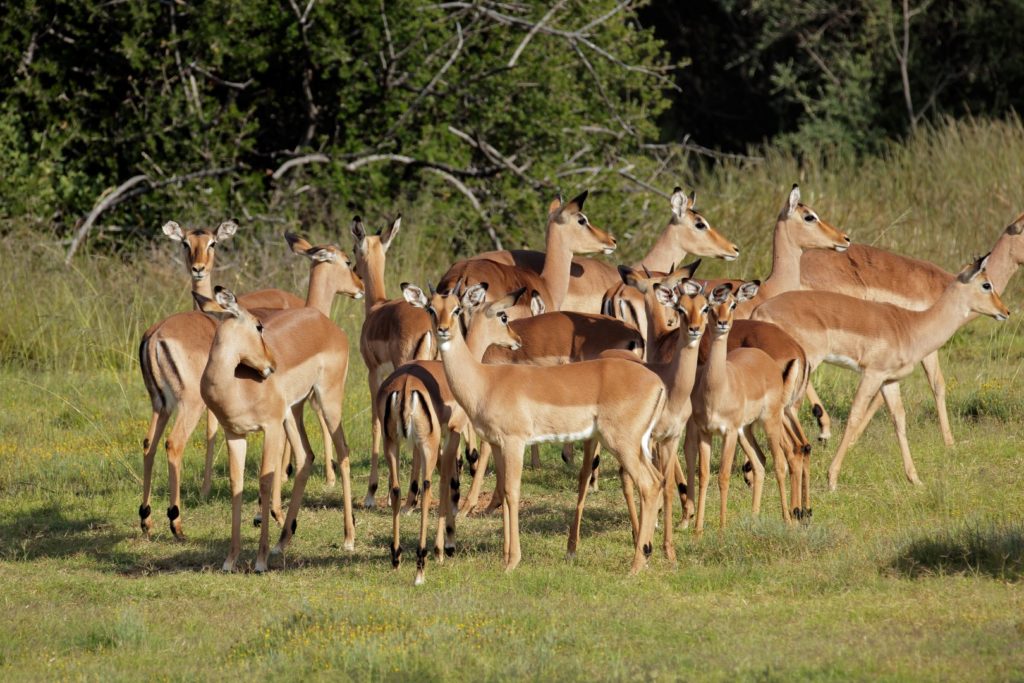 Tour: Full-Day Kruger National Park Safari4