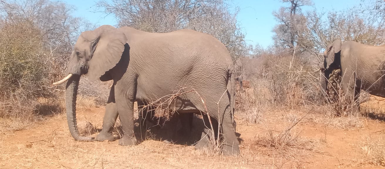 Tour: Full-Day Kruger National Park Safari1
