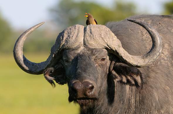 Tour: Full-Day Kruger National Park Safari2