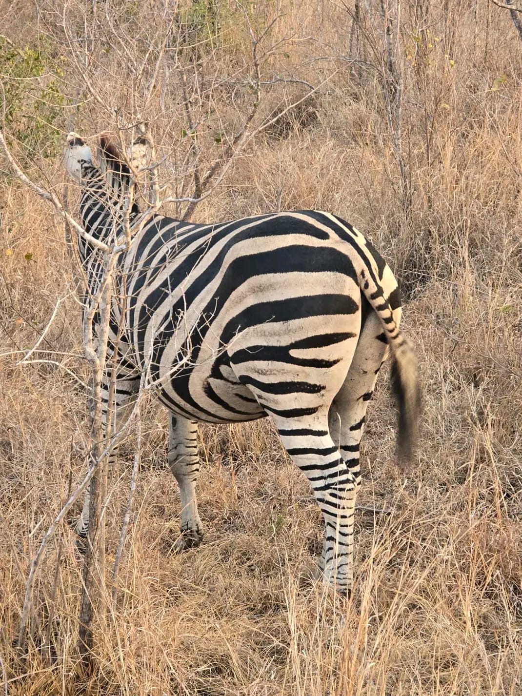 Tour: Maputo National Park Tour in Mozambique | CLARDIA Tours