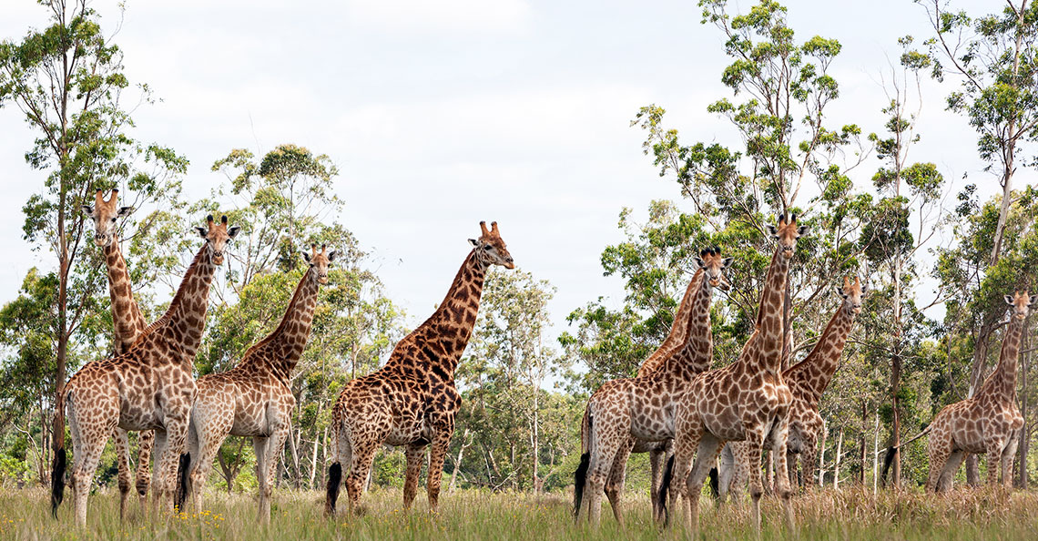 Tour: Maputo National Park Tour5