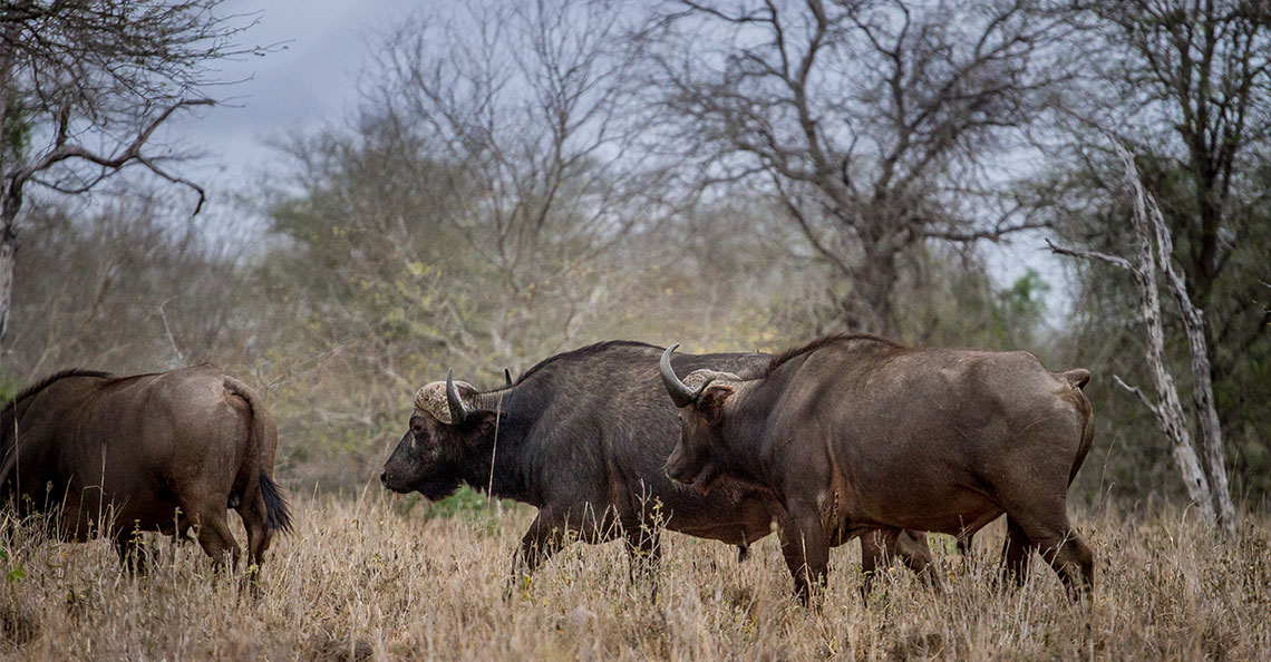 Tour: Maputo National Park Tour6