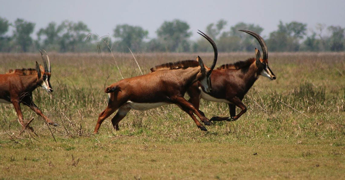 Tour: Maputo National Park Tour9