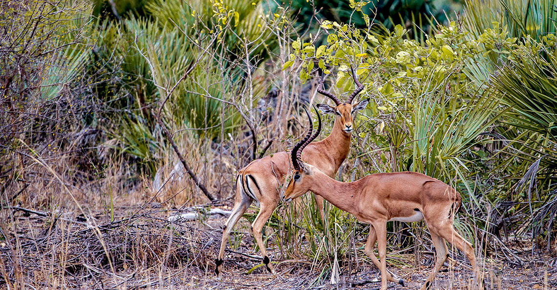 Tour: Maputo National Park Tour11