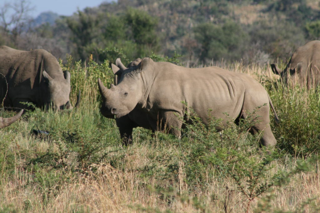 Tour: Full-Day Kruger National Park Safari5