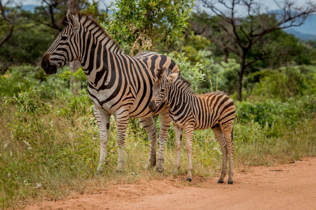 Tour: Full-Day Kruger National Park Safari3